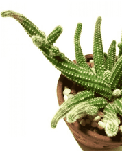 Load image into Gallery viewer, Peanut Cactus w/roots