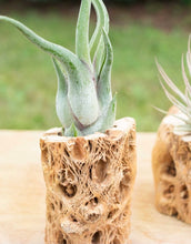 Load image into Gallery viewer, Air Plant in Cholla Wood