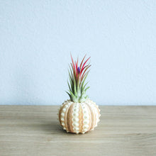 Load image into Gallery viewer, Urchin Threesome