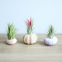Load image into Gallery viewer, Urchin Threesome