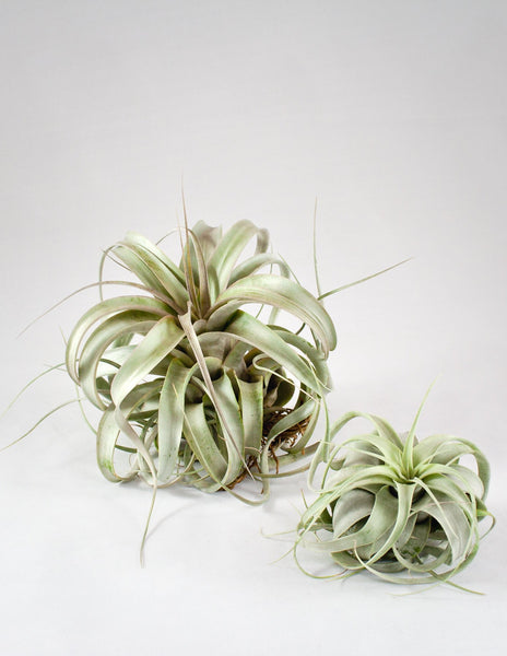 Air plant Watering